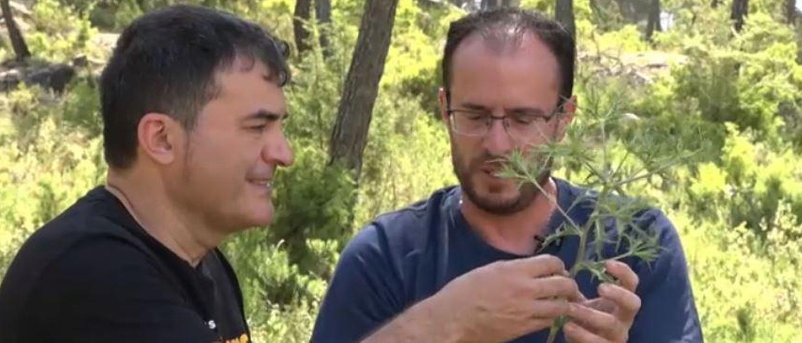 Herbes Serra de mariola