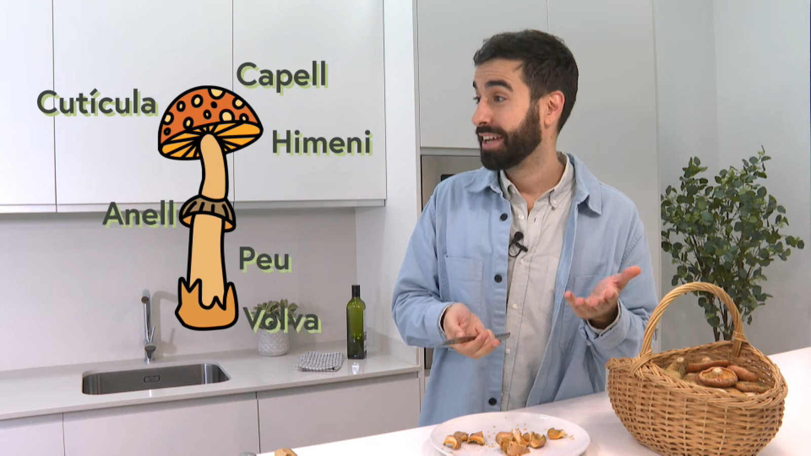 Nelo ens explica l'etimologia del Rovelló