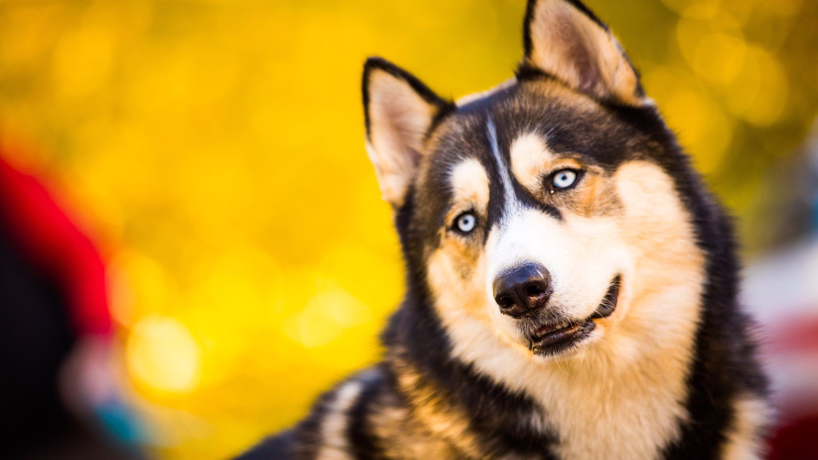 Aquest dijous es celebra el Dia Internacional dels Animals