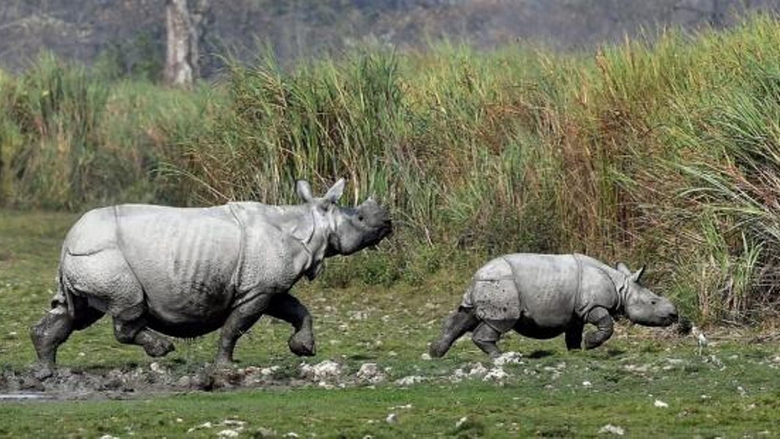 Fotografia d'arxiu d'uns rinoceronts | Efe