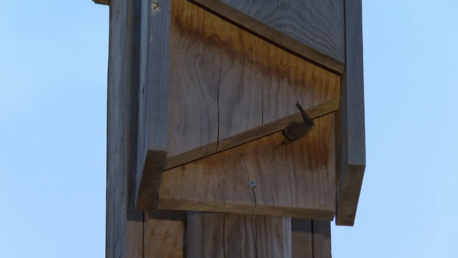 Detall d'una rata penada arribant a la seua guarida