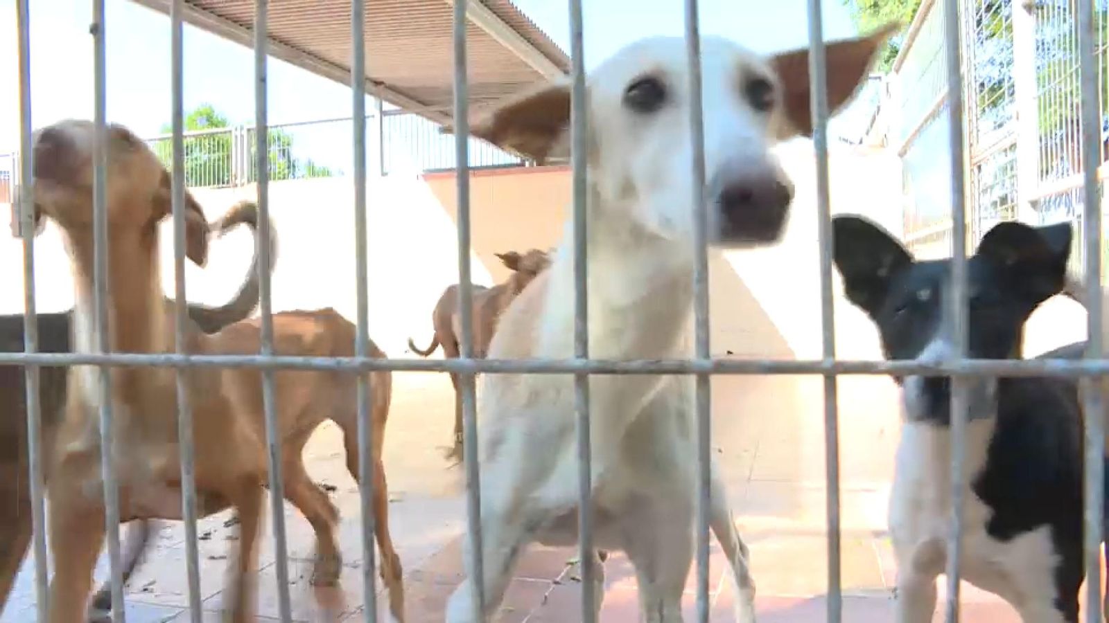 Gossos que viuen en una protectora esperant a ser adoptats