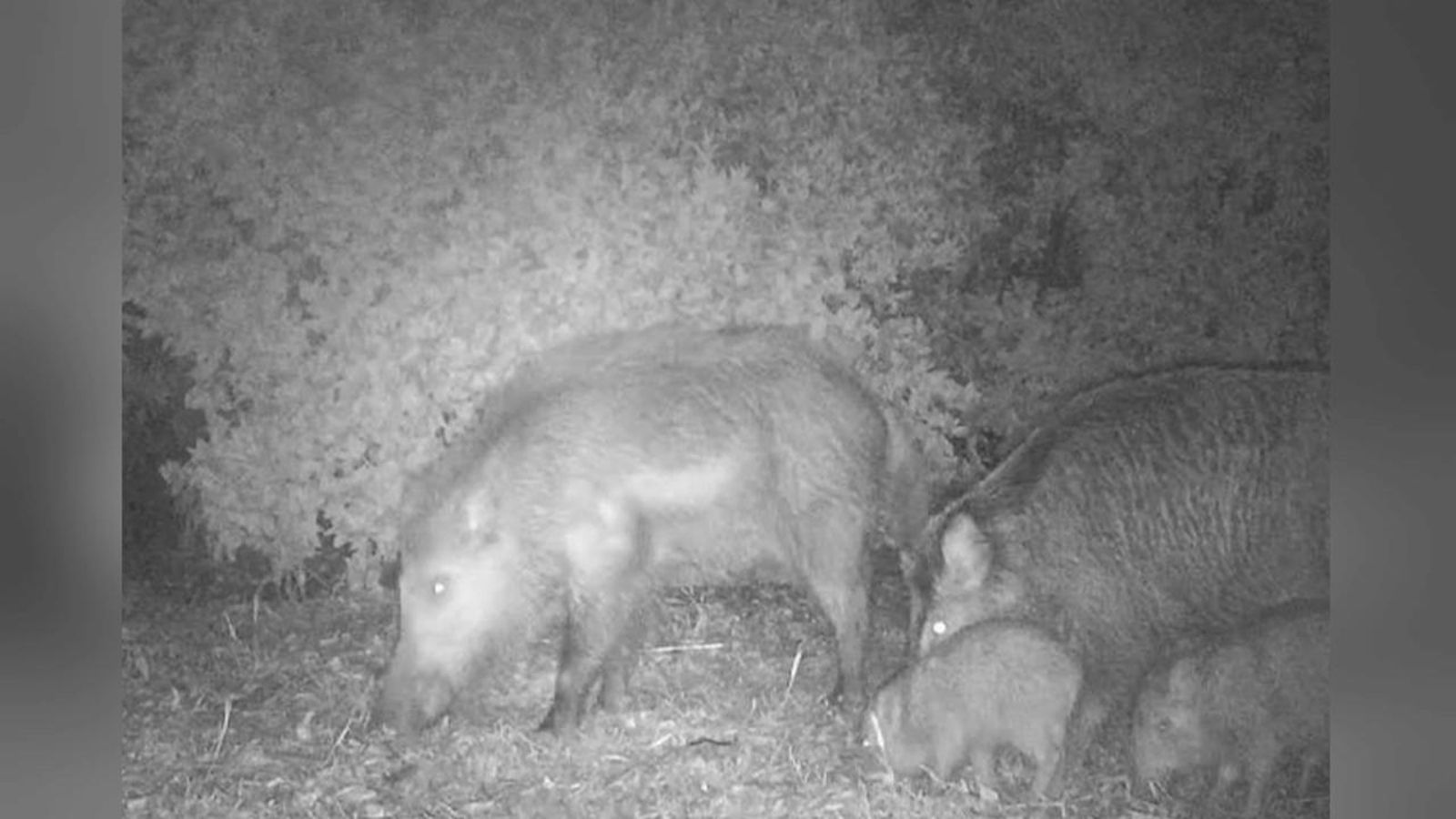 Els porcs senglars estan darrere dels danys al 60% dels camps de cultiu de Picassent