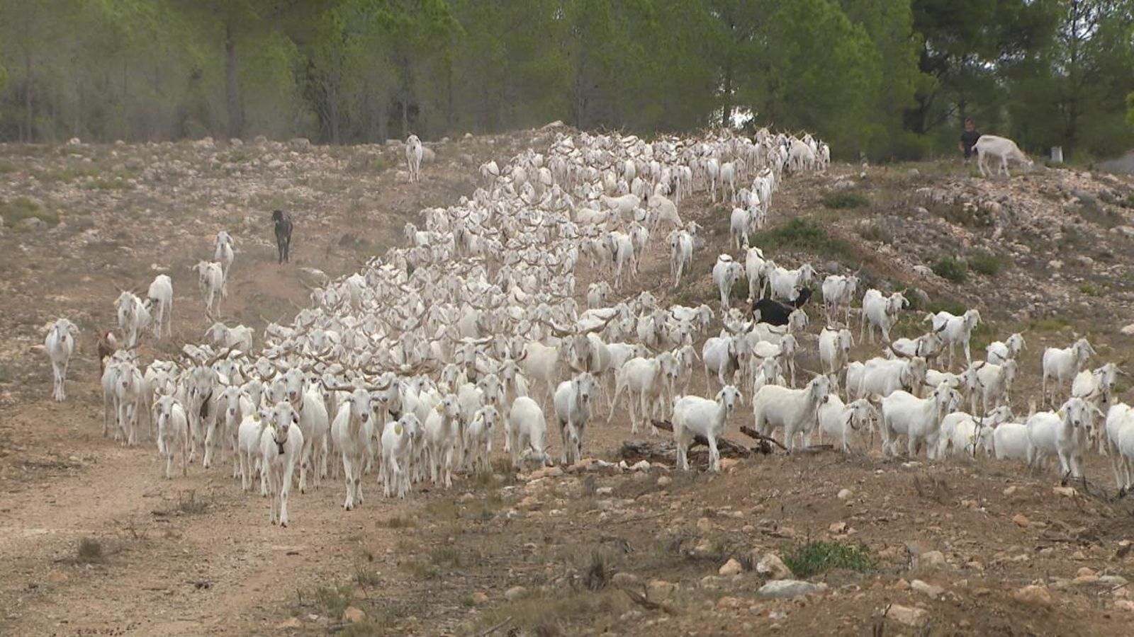 Les cabres, la millor desbrossadora ecològica