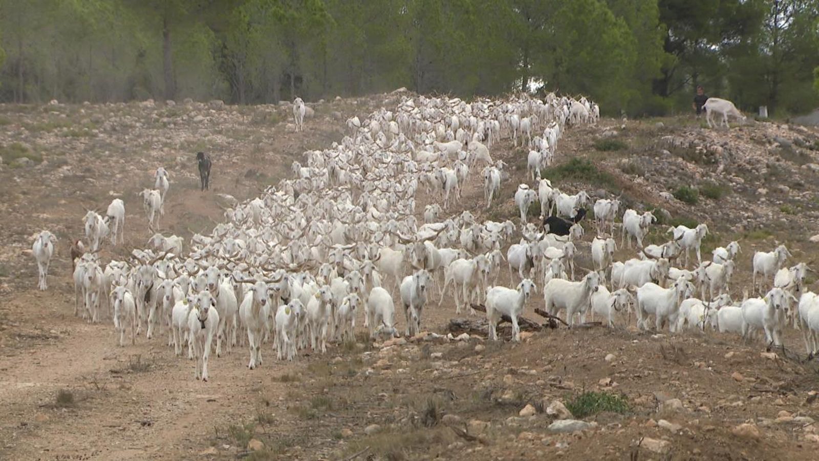 Les cabres, la millor desbrossadora ecològica