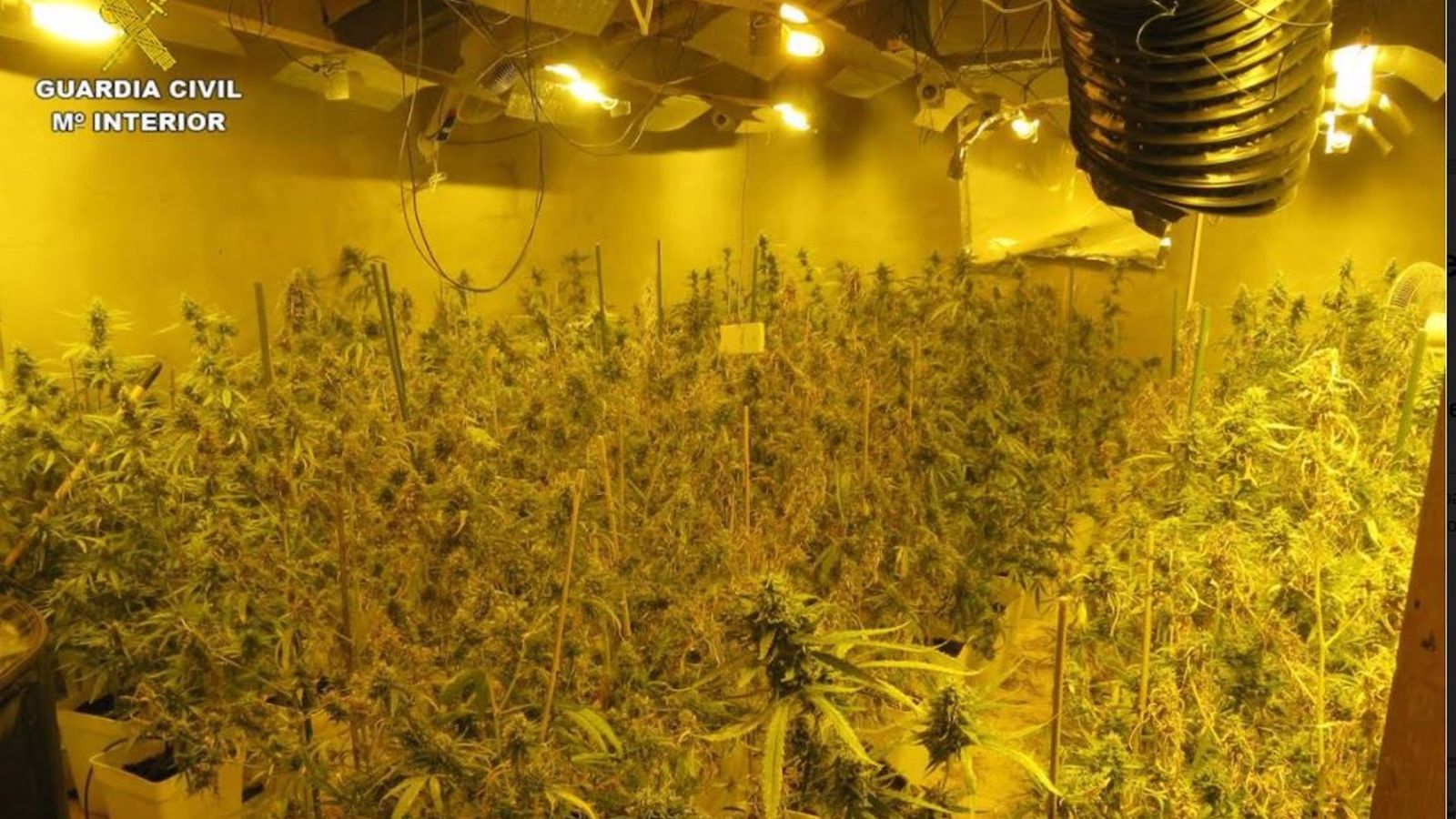 Plantació desmantellada