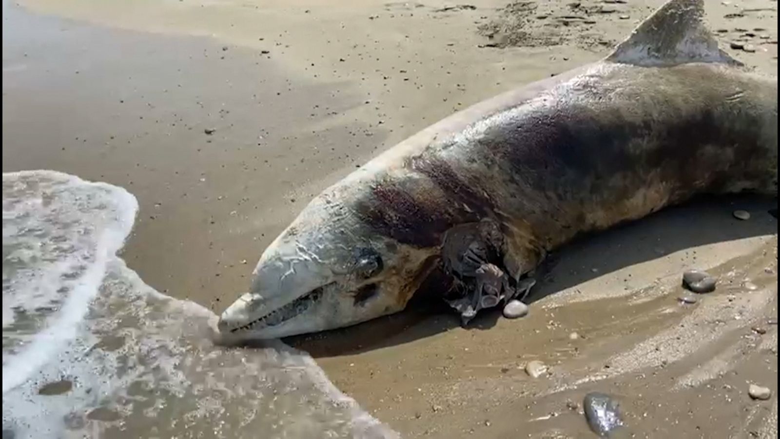 Un dofí mort apareix varat a la platja d'Almassora (Plana Alta)