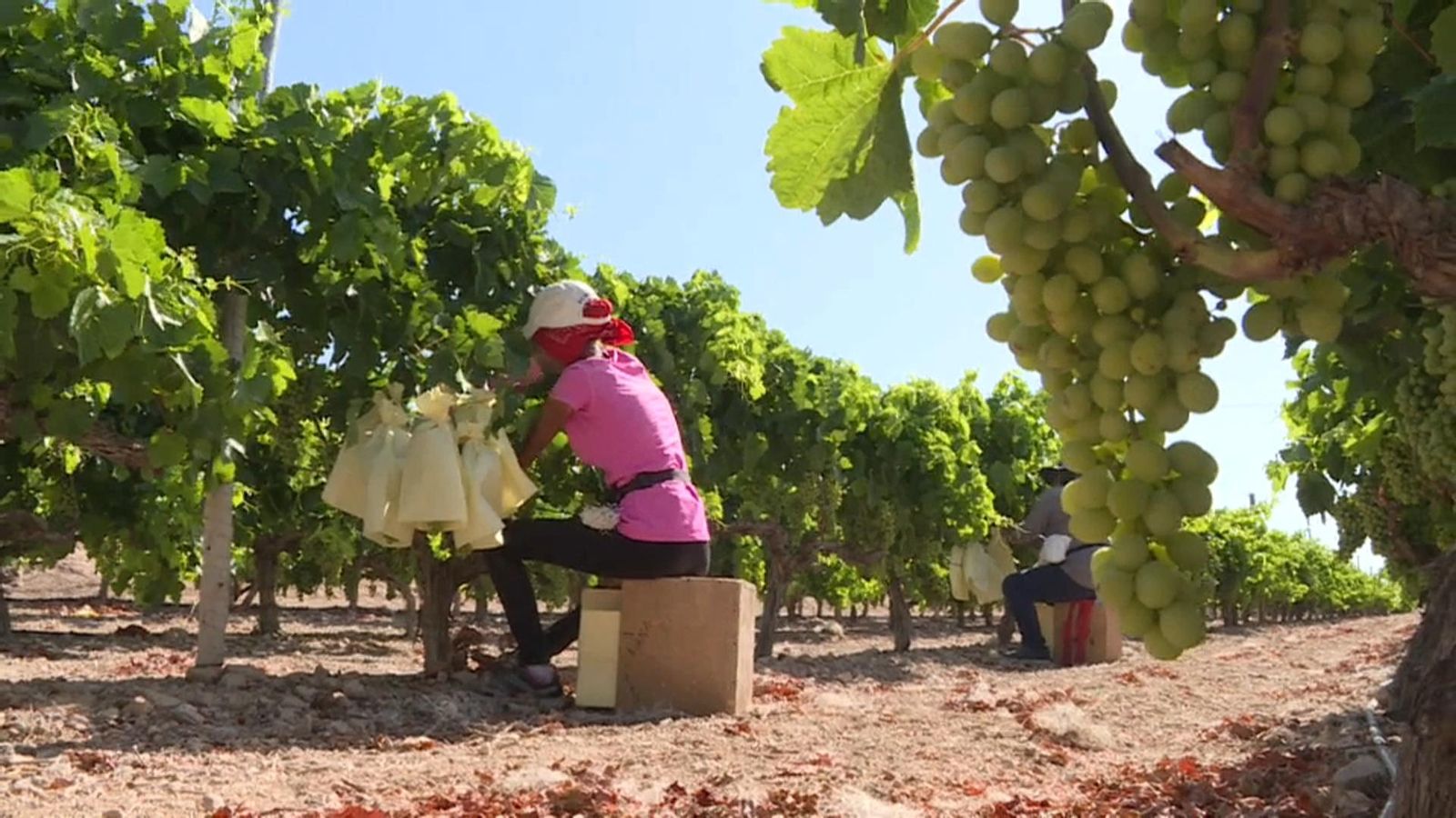 Productors de raïm de cava faran una tractorada contra la baixada de preus