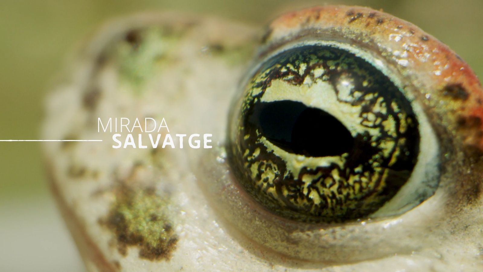 Mirada salvatge comença dilluns 4 d'abril