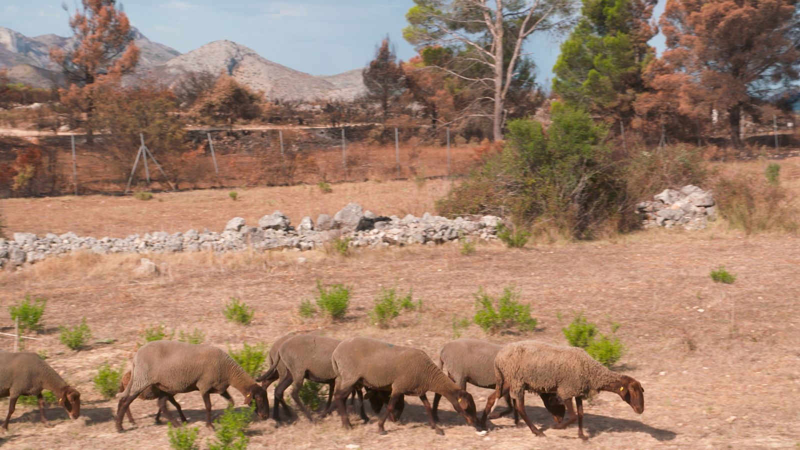 17.09.2022 | Animalades, un món bestial