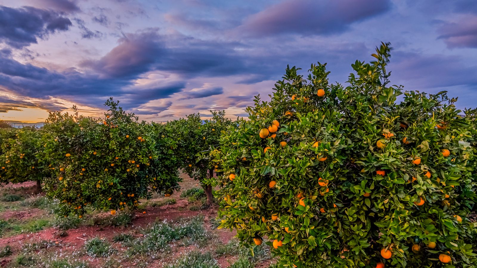 Massamagrell, l'Horta Nord