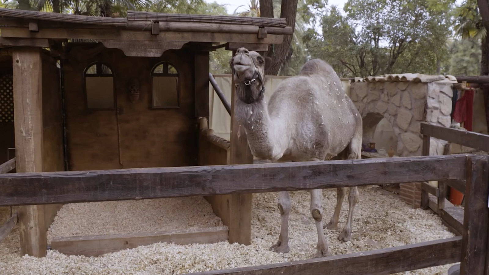 El dromedari és l'estrela entre els animals que hi ha al betlem El dromedari és l'estrela entre els animals que hi ha al betlem