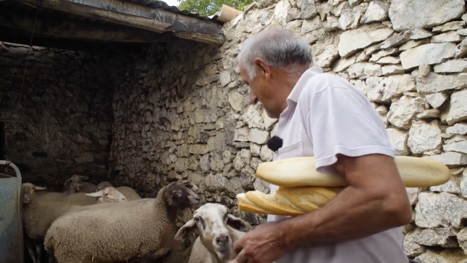 Vicent Pérez, el fidel ramader de Canales que mai ha eixit de la pedania