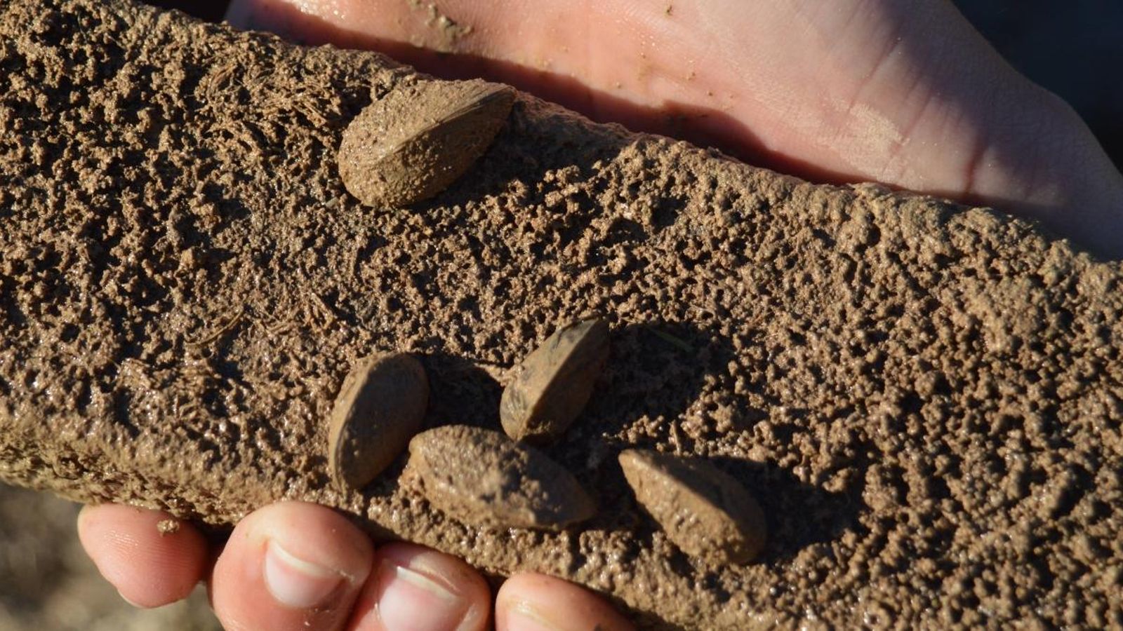 Les colònies d’aquests mol·luscs poden crear greu perjuís a les infraestructures hídriques