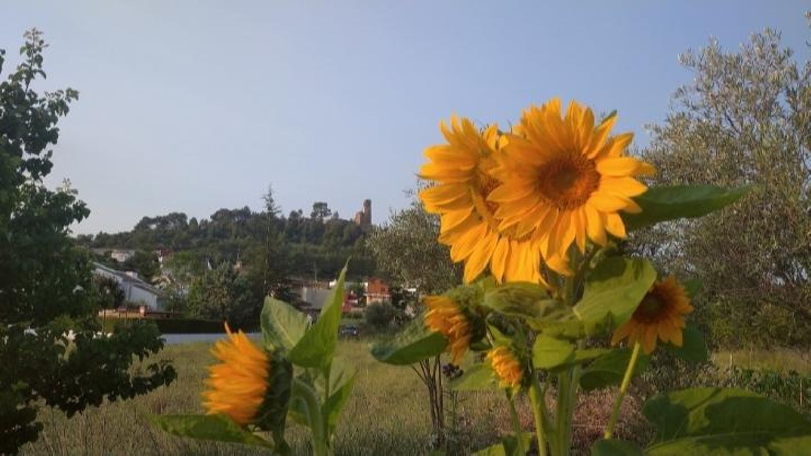 9.MACASTRE, LA FOIA DE BUNYOL