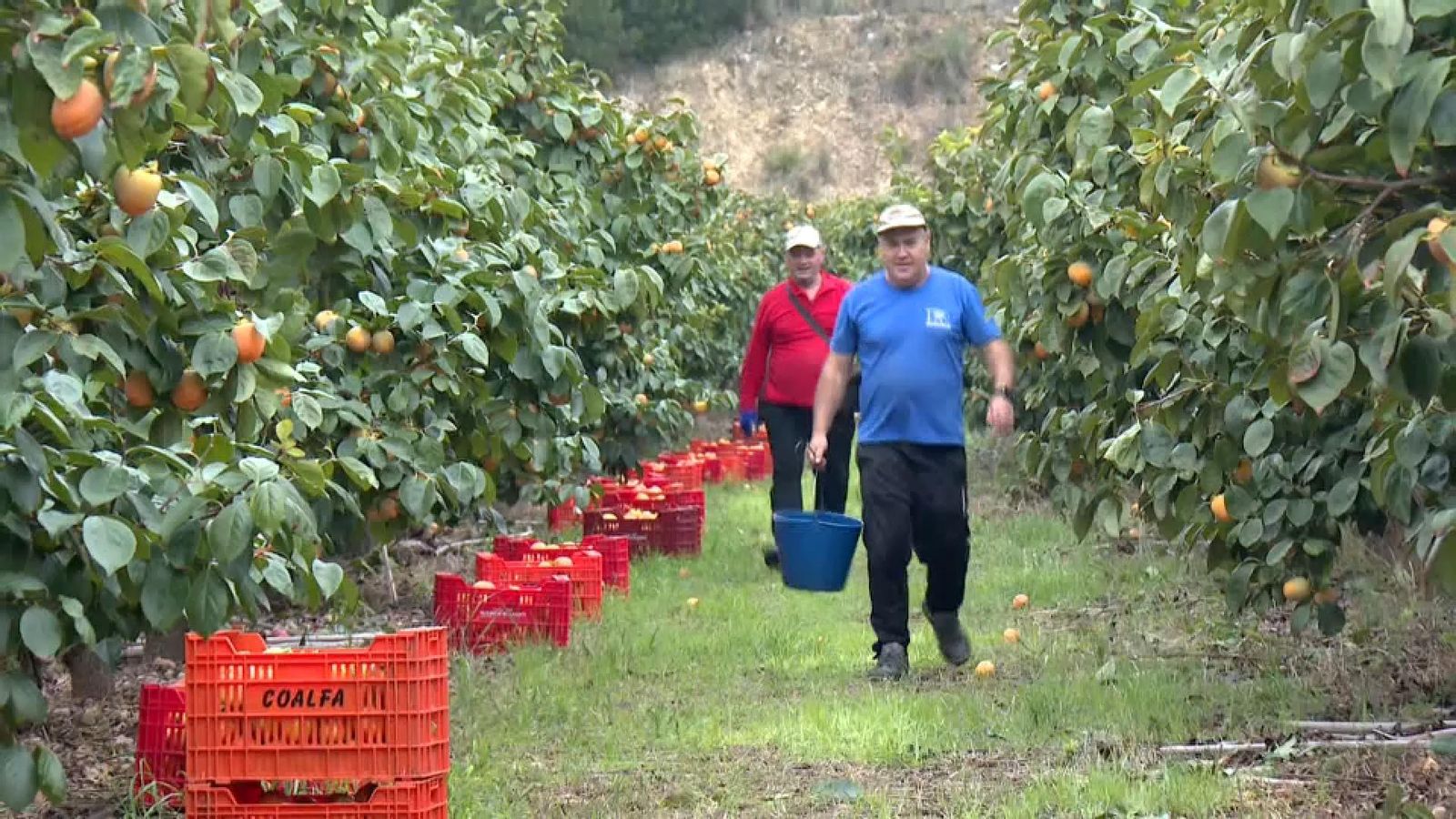 Els cultius han sigut els grans beneficiats en l'episodi de pluges que assota la Comunitat Valenciana des de fa cinc dies