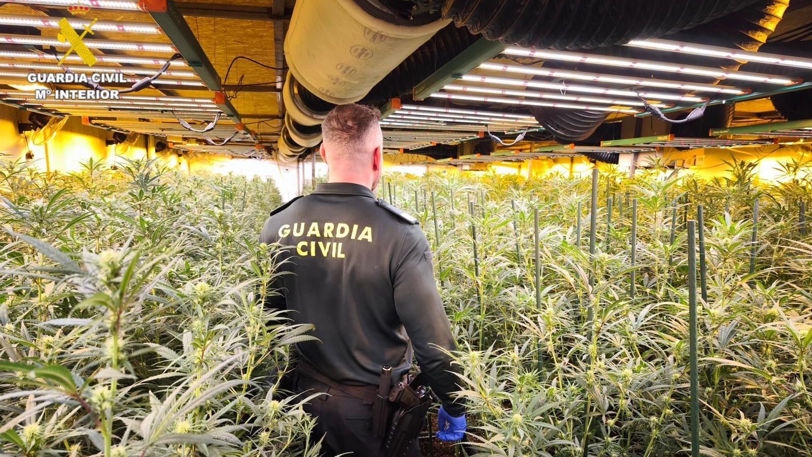 Un dels cultius interiors de marihuana