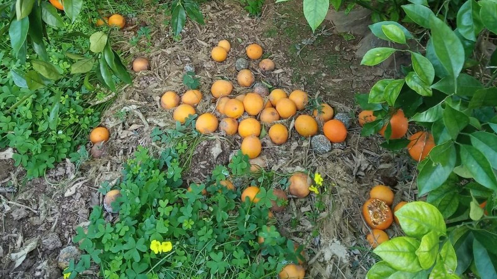 Cítrics per recollir, a terra