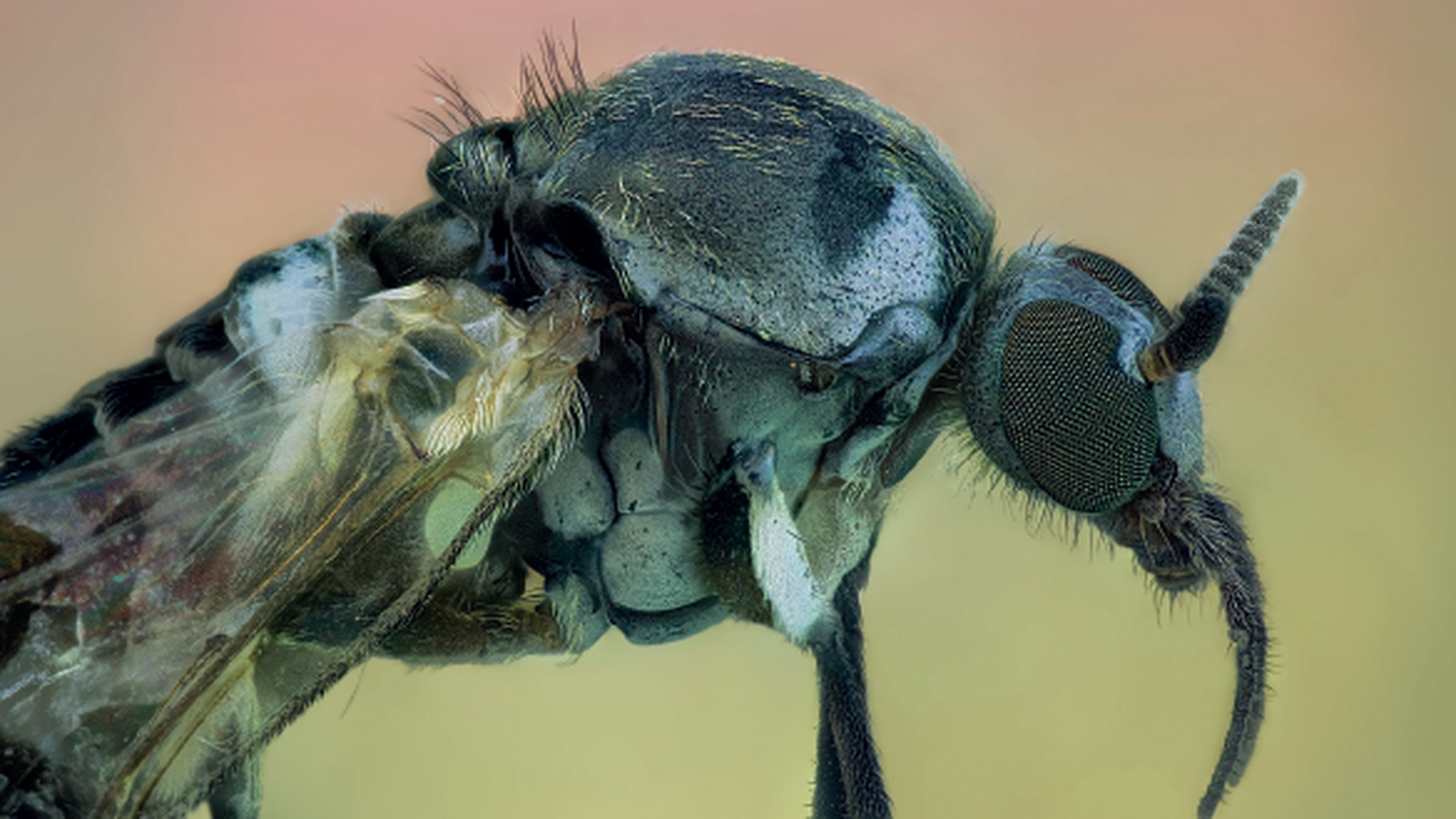 Nova edició per tractar el mosquit tigre i la mosca negra