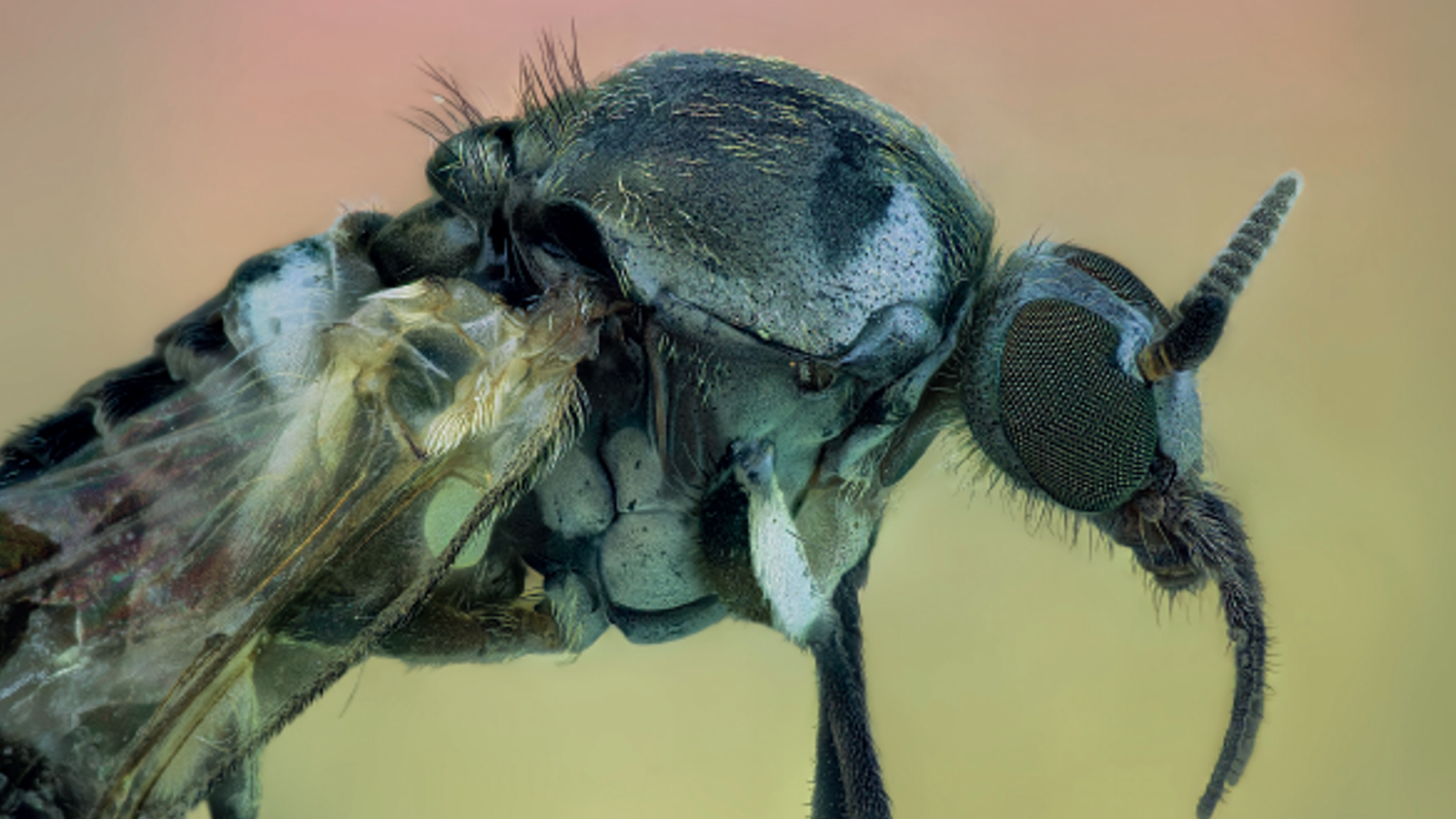 Nova edició per tractar el mosquit tigre i la mosca negra