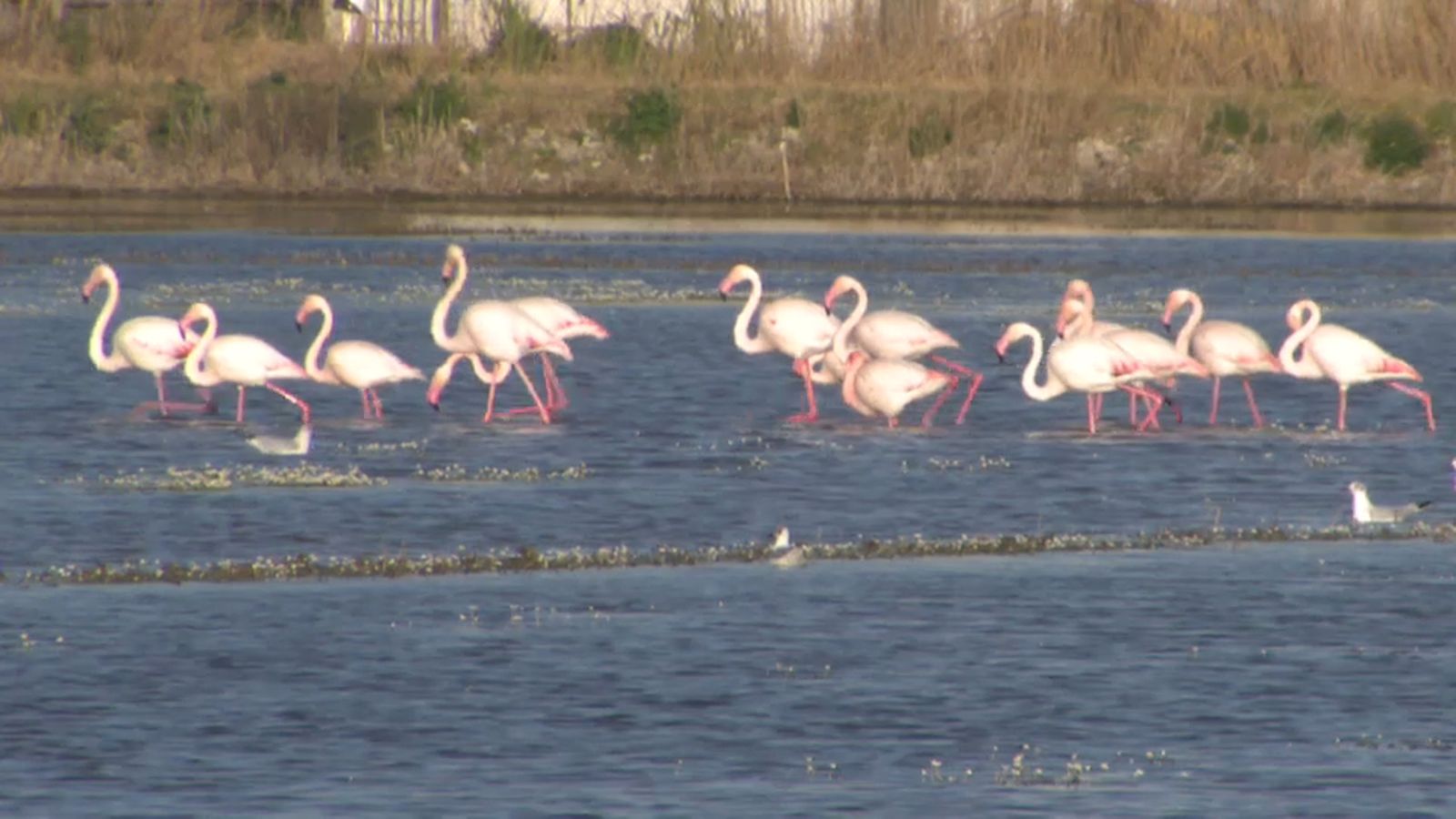 VÍDEO | La tardor torna a portar flamencs a l'Albufera de València