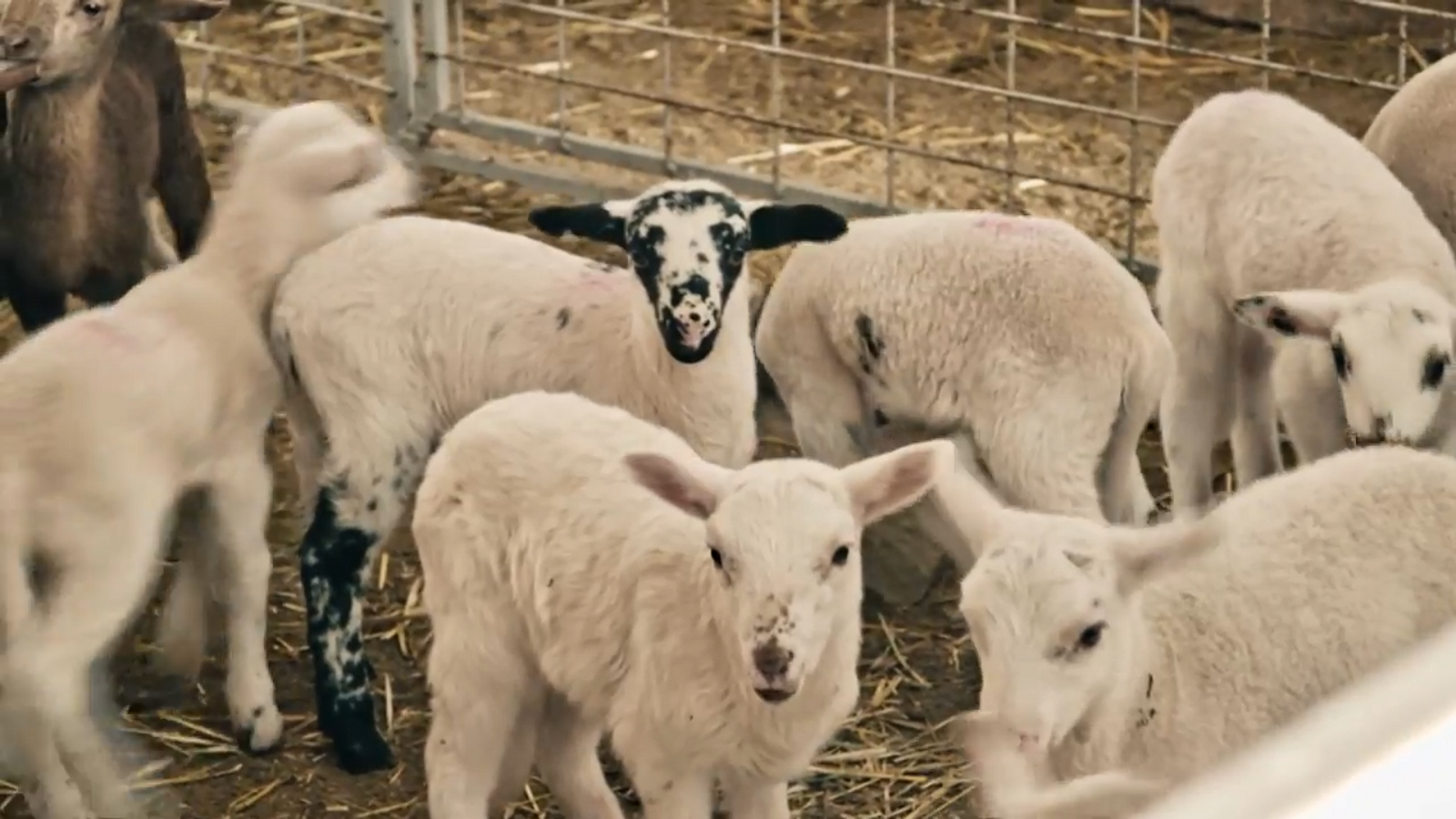 De mar i bancal | La família del sector primari