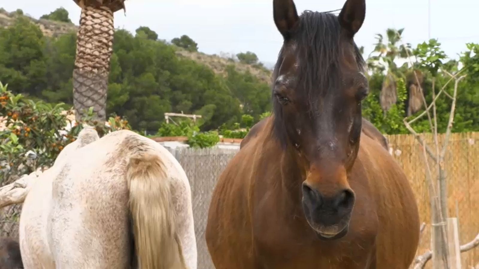 20.09.2026 | Assistència animal