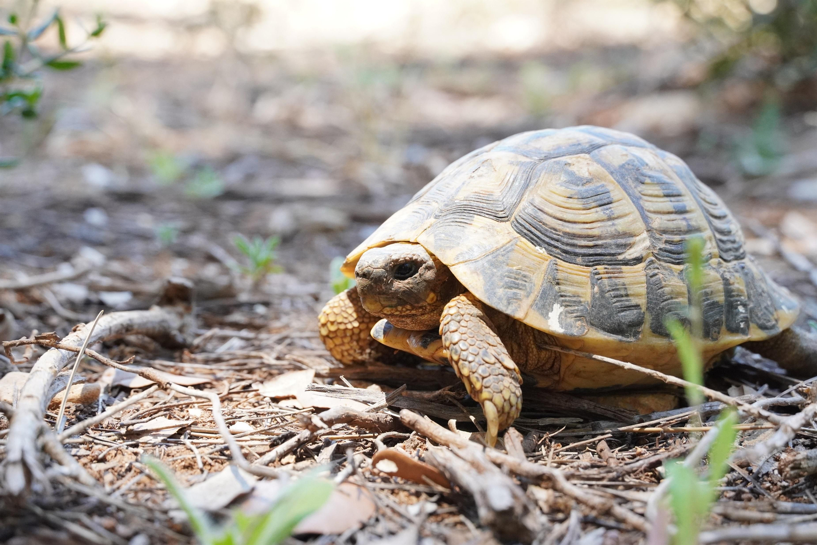 Exemplar alliberat d'una tortuga mediterrània