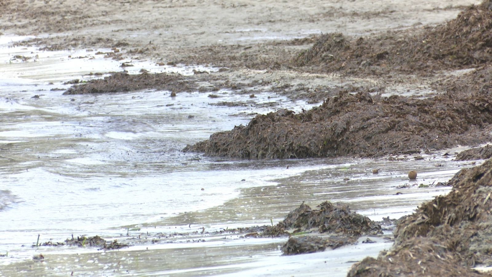 Santa Pola neteja les algues