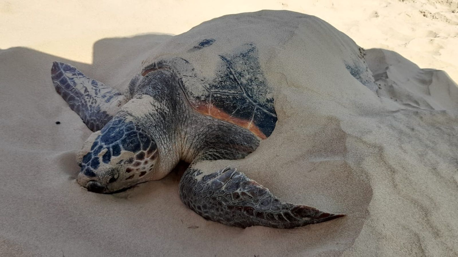 Imatge de la tortuga després de desovar a la platja de Guardamar del Segura