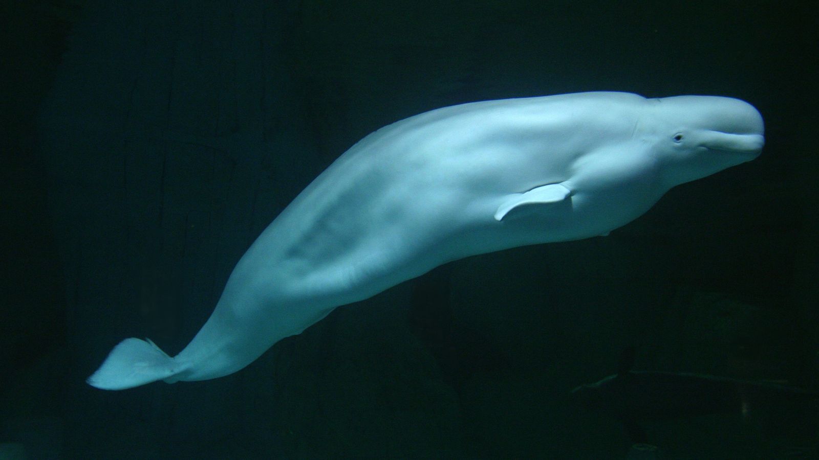 Kairo, el mascle de beluga de l'Oceanogràfic de València