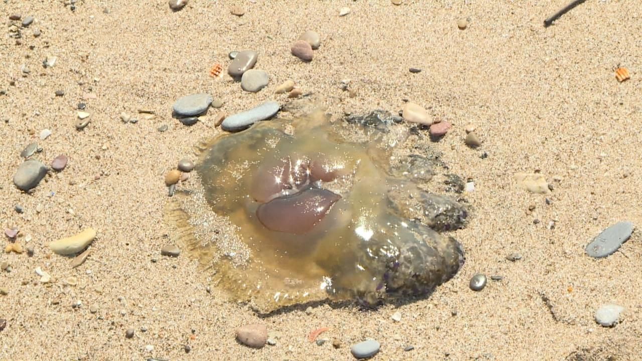 Una medusa a la platja de Gandia