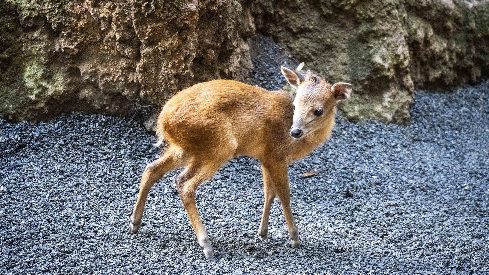 La cria de duiker vermell de Natal nascuda al Bioparc