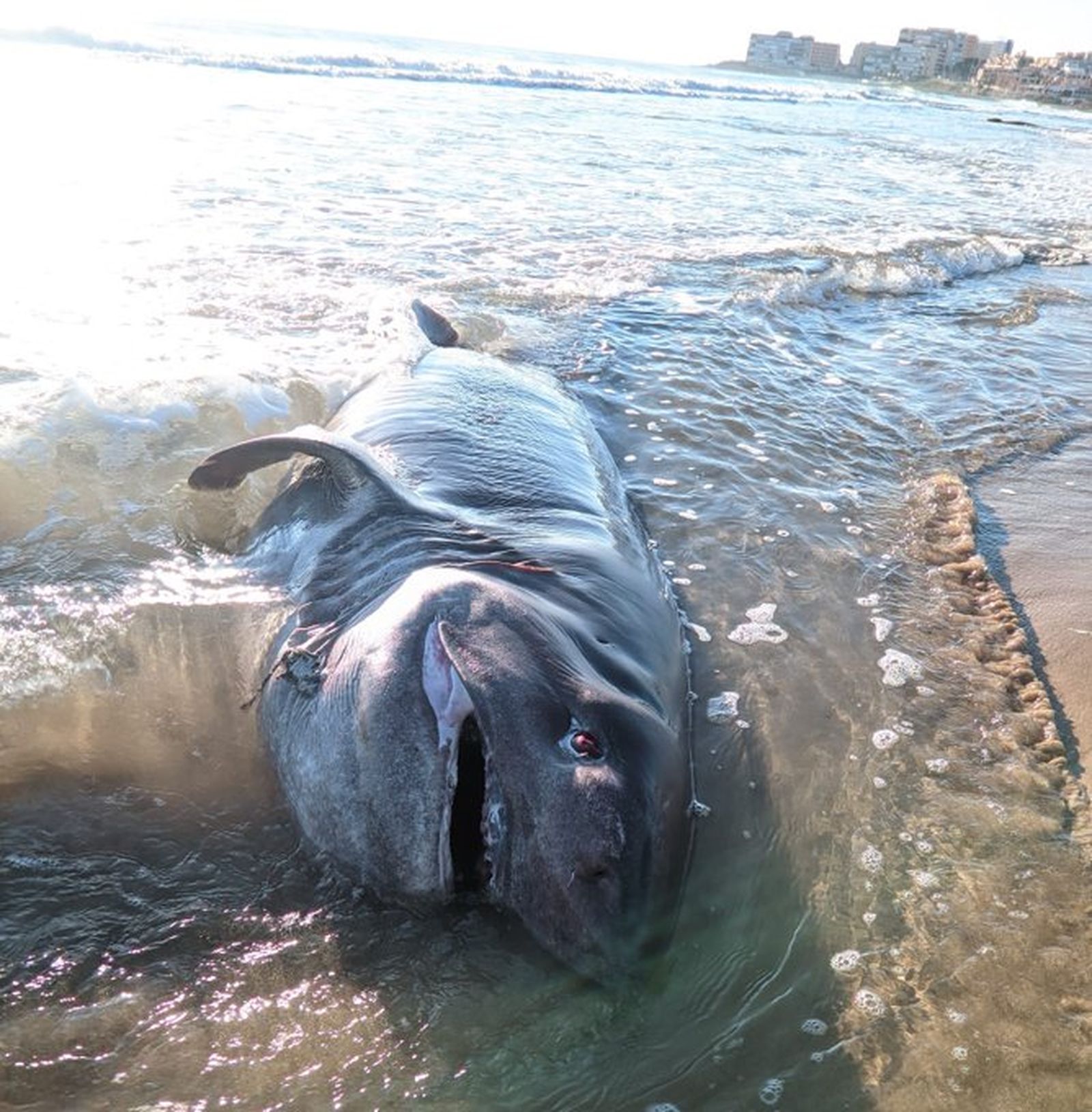 Tauró aparegut a Torrevella