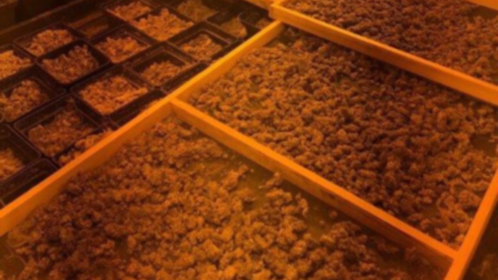 Desarticulada una plantació de marihuana a Callosa d’en Sarrià, amb 11 quilos de cabdells decomissats