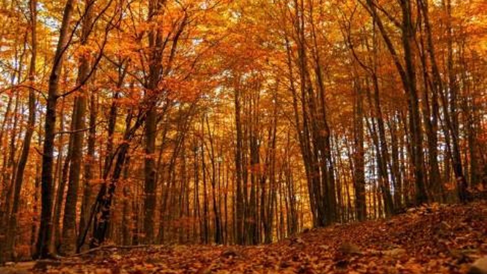 Resum de tardor de 2025