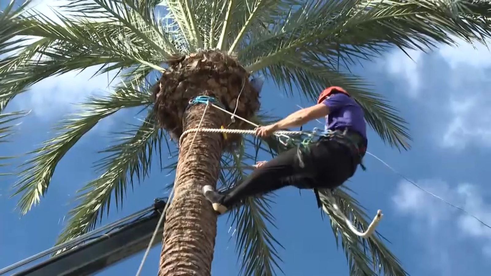 Elx i la festa del Palmerar