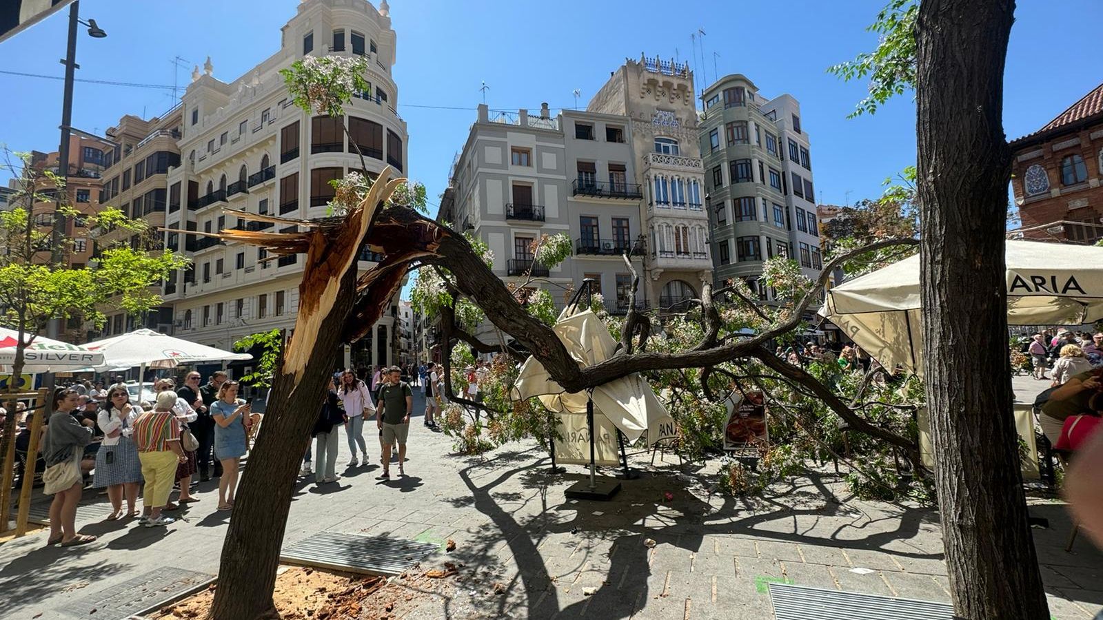 L'arbre caigut aquest dimarts a València L'arbre caigut aquest dimarts a València