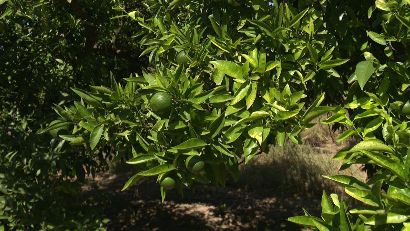 Cítrics en una imatge d'arxiu