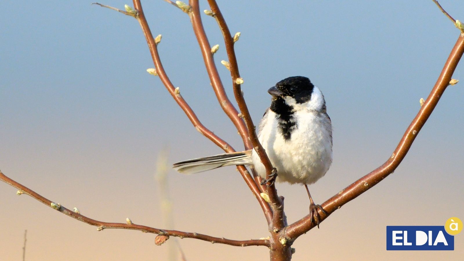 14.07.2021 | Ciència: el teuladí de canyar