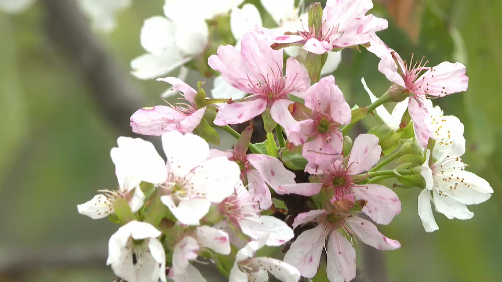 Floració prematura dels cirerers a la Vall de Laguar