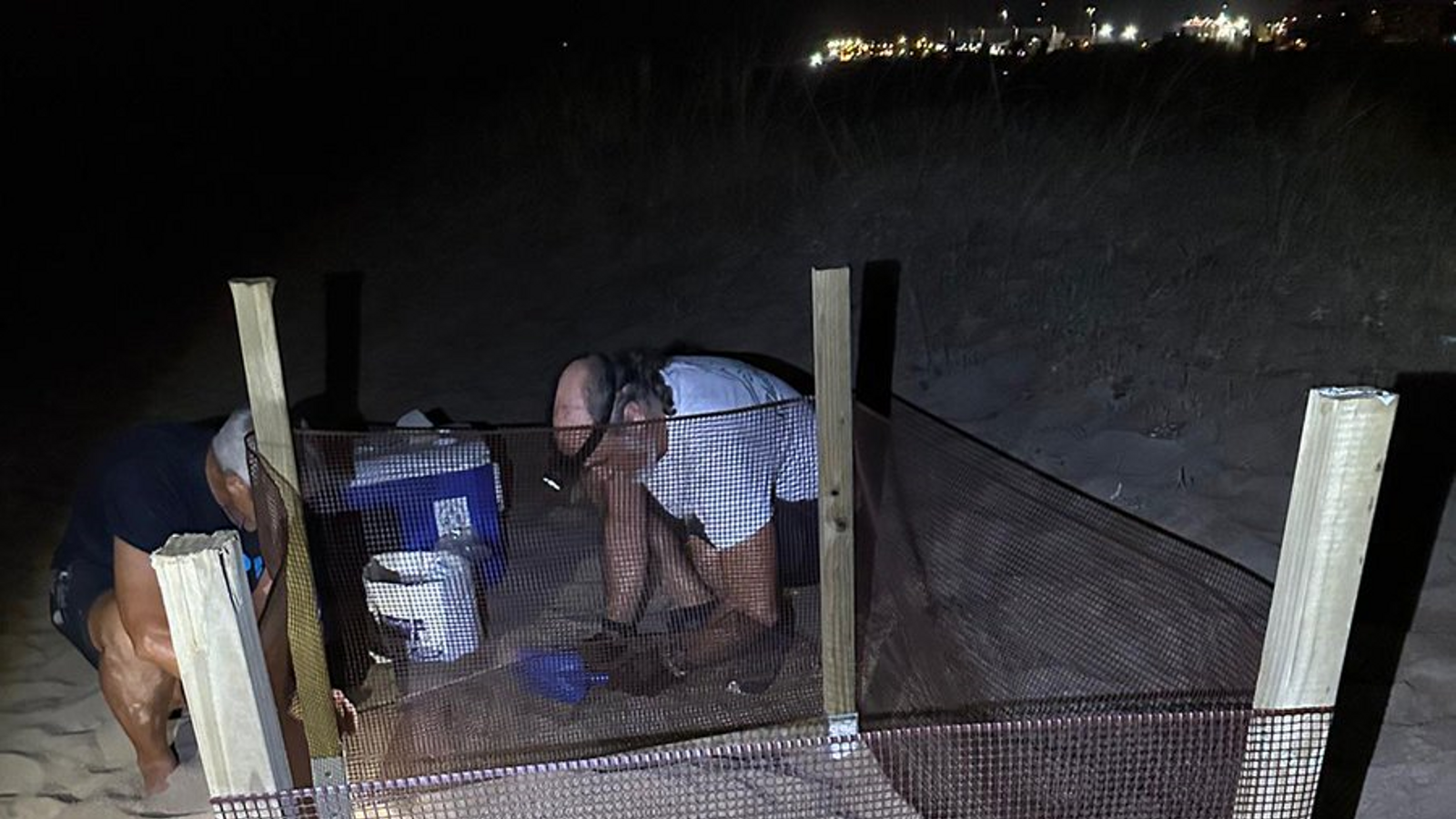 Una tortuga ha desovat 82 ous a la platja del Marge Roig, a Dénia