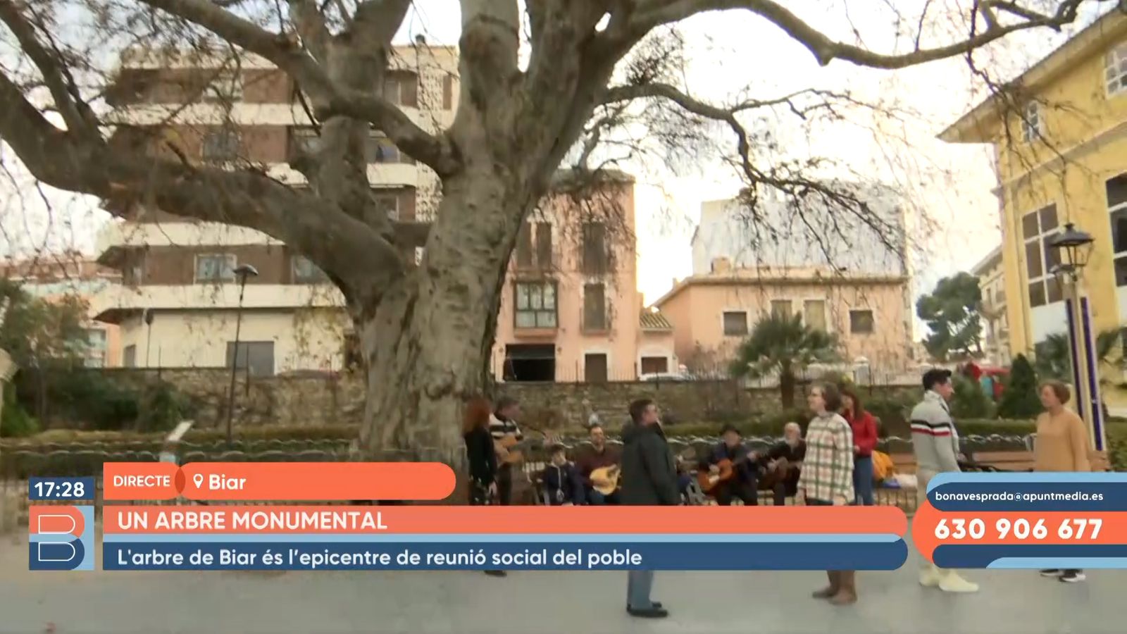 03.01.2023 | Un arbre monumental a Biar