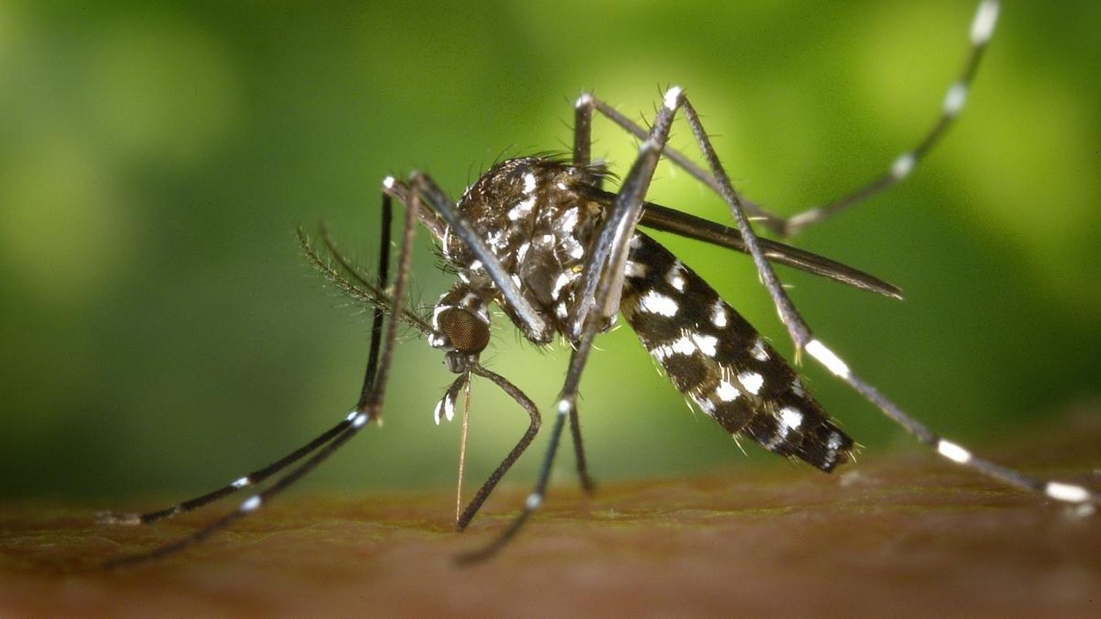 Mesures contra el mosquit tigre i la mosca negra a la Ribera