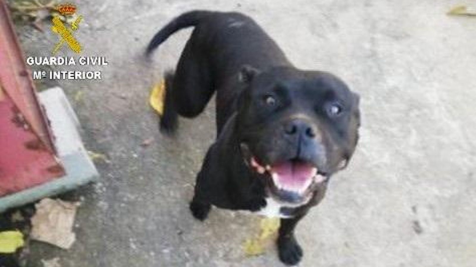 El gos pitbull que va atacar una persona El gos pitbull que va atacar una persona