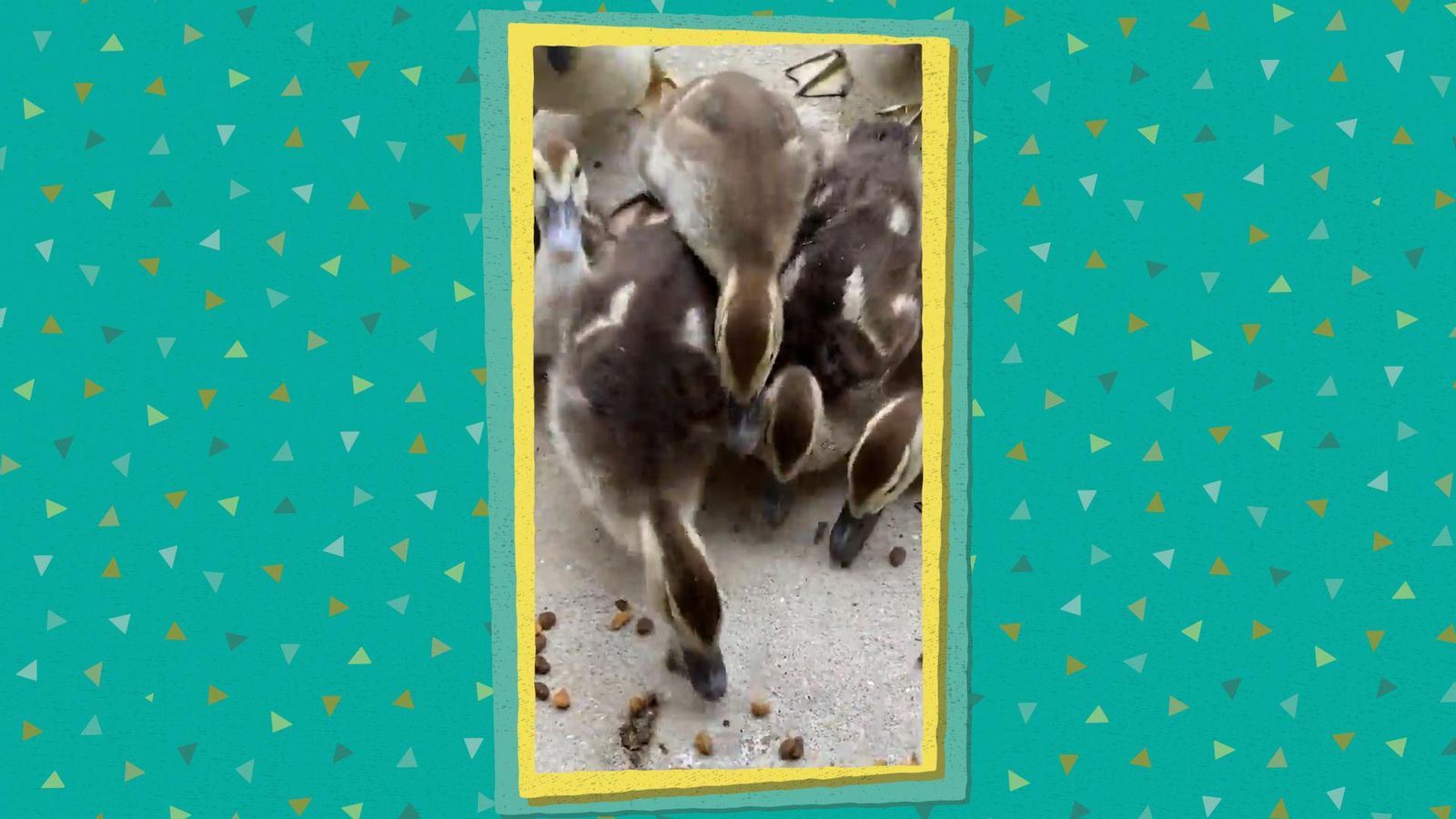 La Colla Virals - Truc o tracte