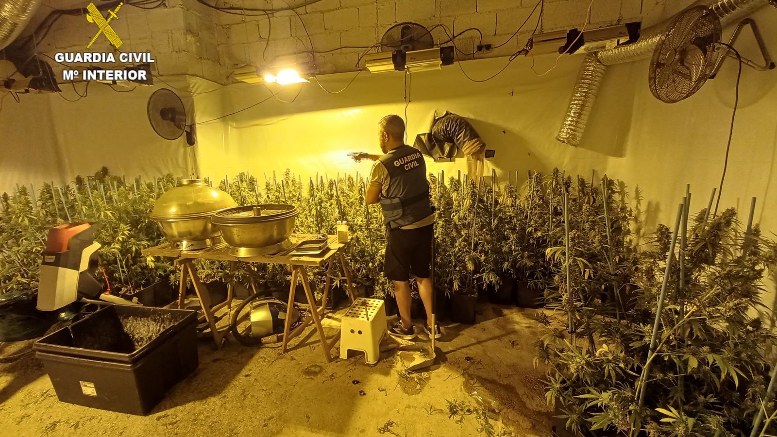 Imatge de la plantació de marihuana descoberta a Oliva