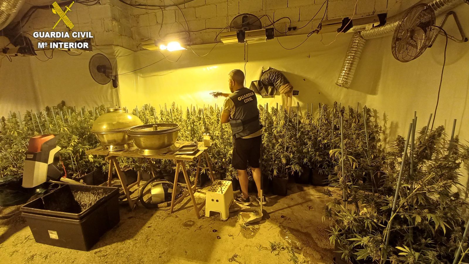Imatge de la plantació de marihuana descoberta a Oliva Imatge de la plantació de marihuana descoberta a Oliva