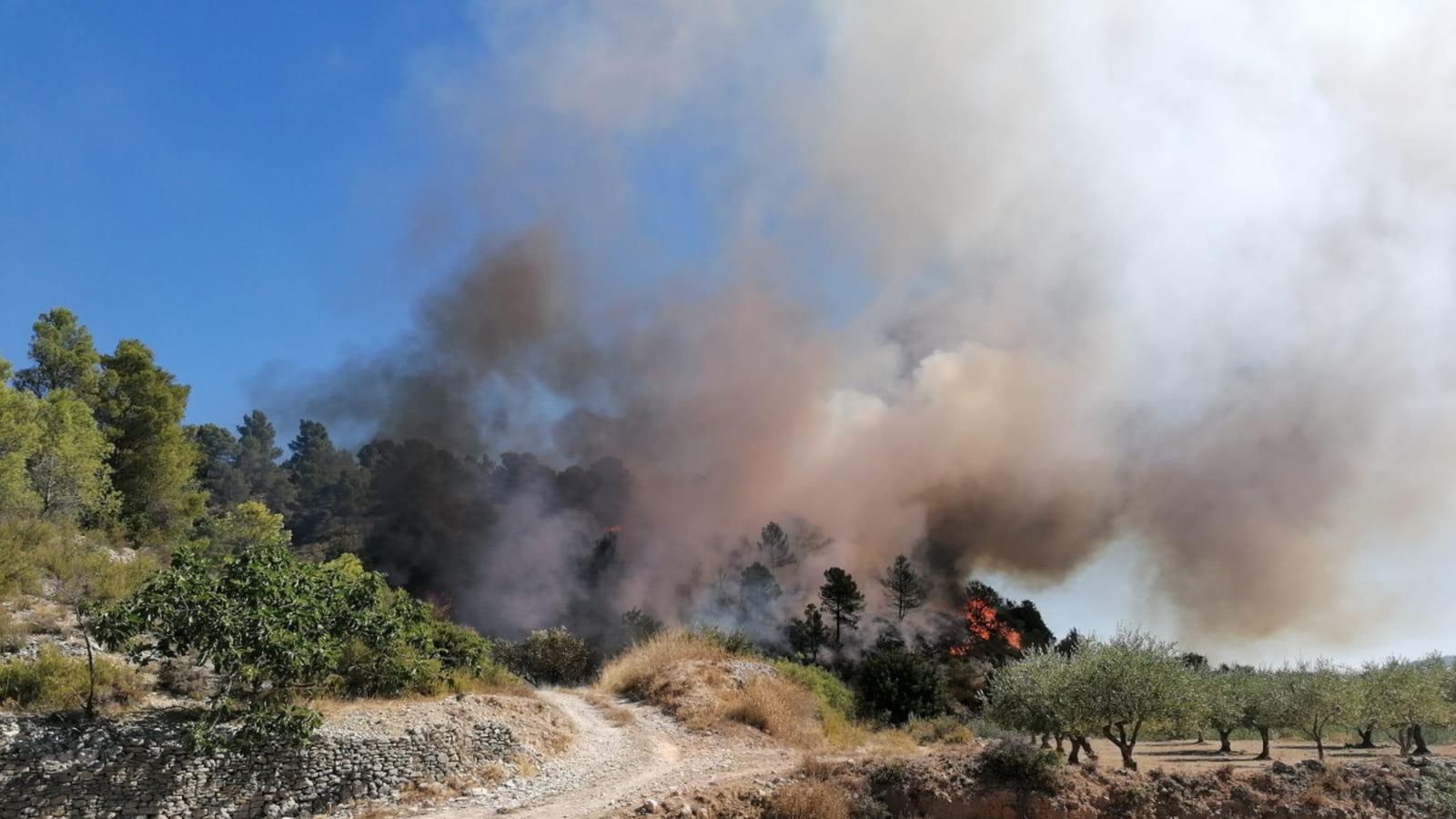 Incendi forestal declarat al terme municipal de Bicorb (Canal de Navarrés) el passat 9 d'agost