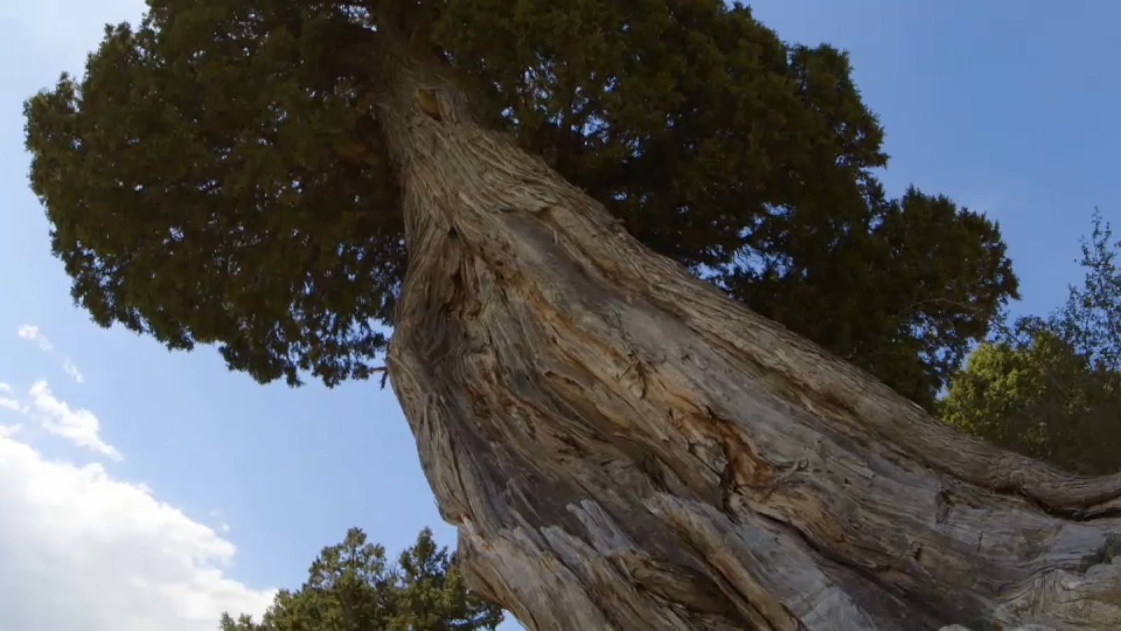 Un exemplar del bosc de la Puebla de San Miguel que Boscs sense frontreres ha distingit